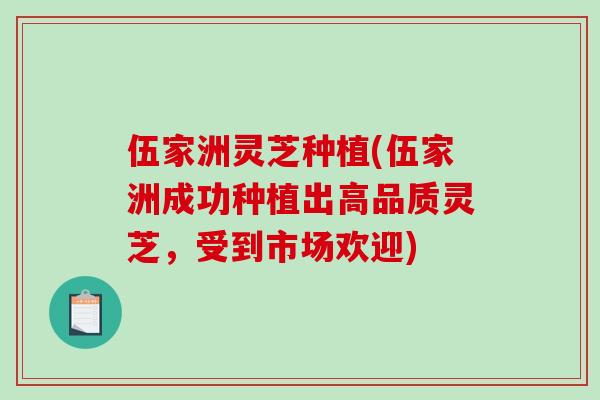 伍家洲灵芝种植(伍家洲成功种植出高品质灵芝，受到市场欢迎)