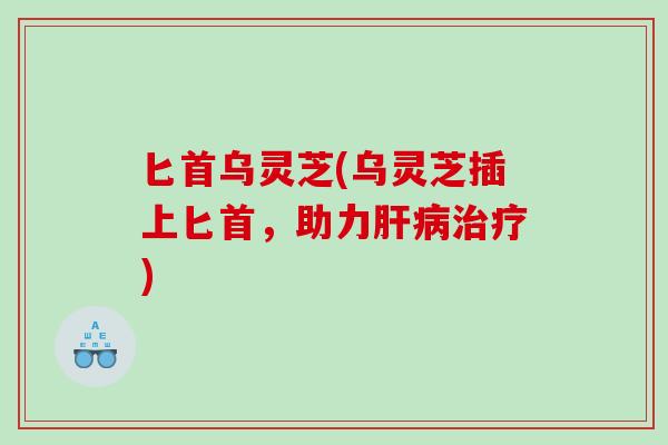 匕首乌灵芝(乌灵芝插上匕首，助力)
