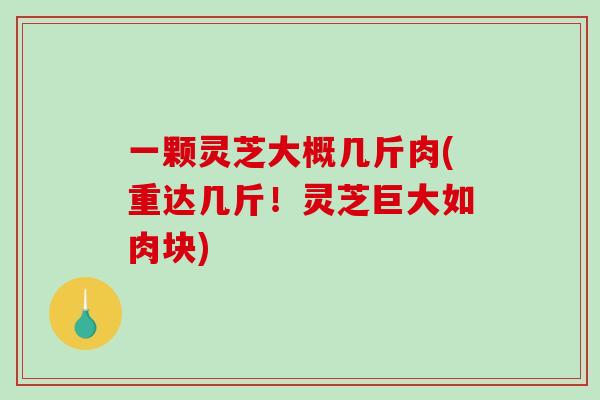 一颗灵芝大概几斤肉(重达几斤！灵芝巨大如肉块)