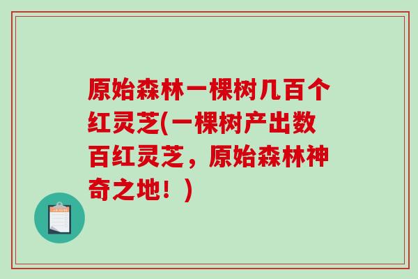 原始森林一棵树几百个红灵芝(一棵树产出数百红灵芝,原始森林神奇之地!) 原始森林一棵树几百个红灵芝(一棵树产出数百红灵芝,原始森林神奇之地!)