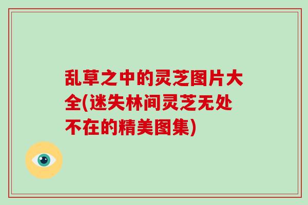 乱草之中的灵芝图片大全(迷失林间灵芝无处不在的精美图集) 乱草之中的灵芝图片大全(迷失林间灵芝无处不在的精美图集)