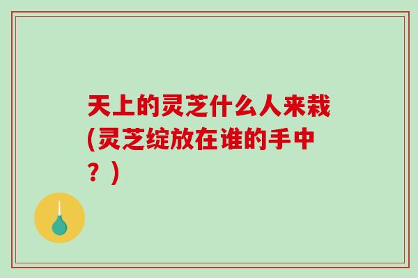 天上的灵芝什么人来栽(灵芝绽放在谁的手中？)