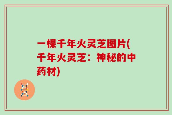 一棵千年火灵芝图片(千年火灵芝：神秘的材)