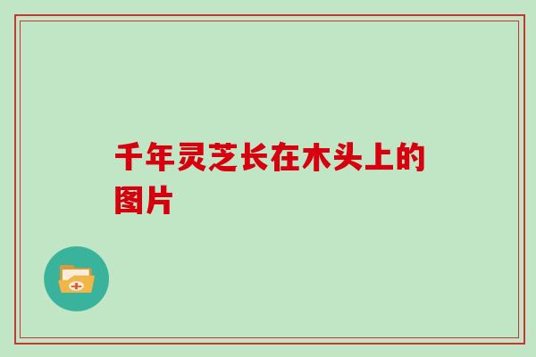 千年灵芝长在木头上的图片