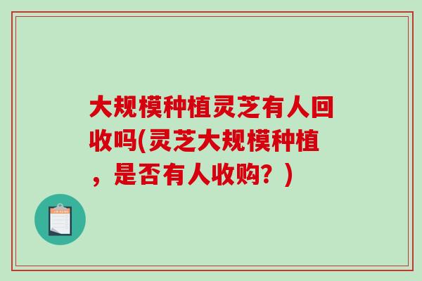 大规模种植灵芝有人回收吗(灵芝大规模种植，是否有人收购？)