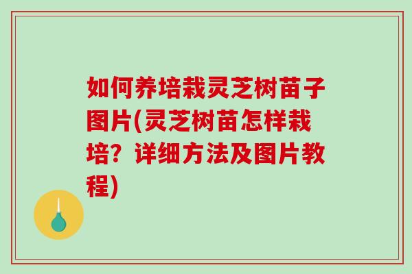 如何养培栽灵芝树苗子图片(灵芝树苗怎样栽培？详细方法及图片教程)