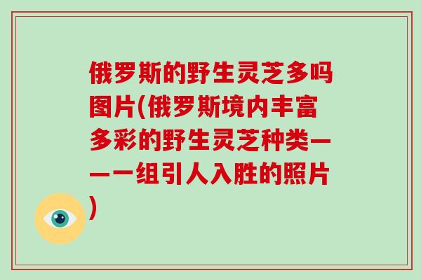 俄罗斯的野生灵芝多吗图片(俄罗斯境内丰富多彩的野生灵芝种类——一组引人入胜的照片)
