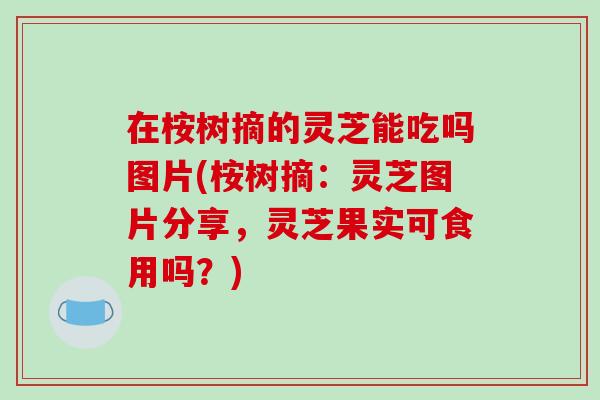 在桉树摘的灵芝能吃吗图片(桉树摘:灵芝图片分享,灵芝果实可食用吗?) 在桉树摘的灵芝能吃吗图片(桉树摘:灵芝图片分享,灵芝果实可食用吗?)