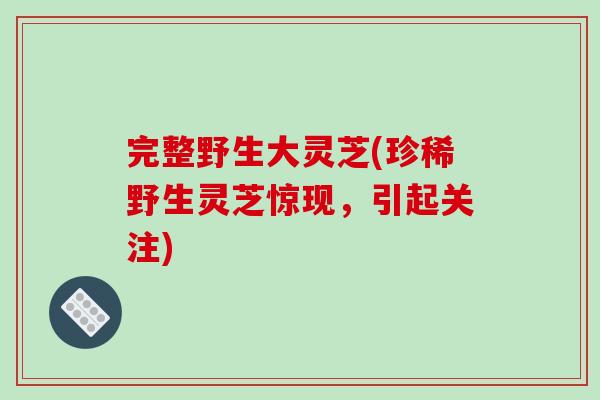 完整野生大灵芝(珍稀野生灵芝惊现，引起关注)