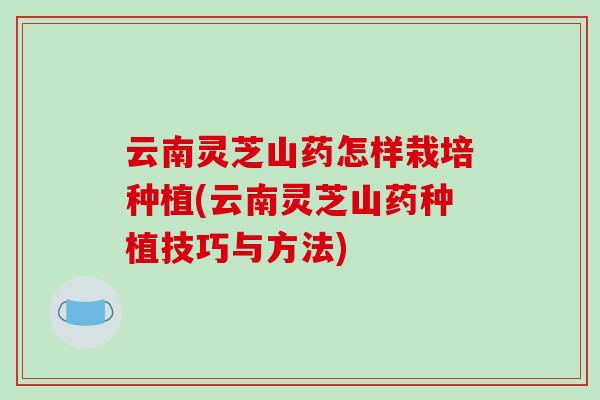 云南灵芝山药怎样栽培种植(云南灵芝山药种植技巧与方法)