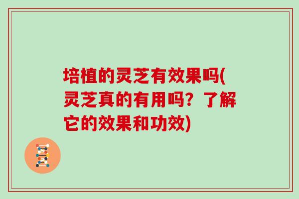 培植的灵芝有效果吗(灵芝真的有用吗？了解它的效果和功效)