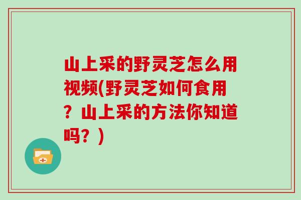 山上采的野灵芝怎么用视频(野灵芝如何食用？山上采的方法你知道吗？)