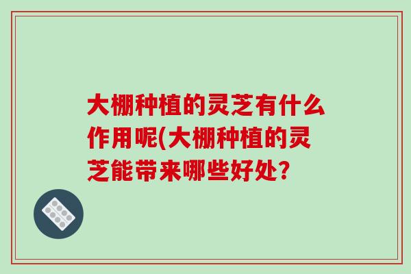 大棚种植的灵芝有什么作用呢(大棚种植的灵芝能带来哪些好处? 大棚种植的灵芝有什么作用呢(大棚种植的灵芝能带来哪些好处?