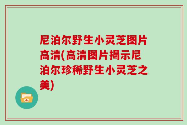 尼泊尔野生小灵芝图片高清(高清图片揭示尼泊尔珍稀野生小灵芝之美)