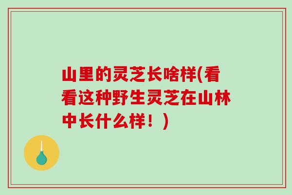 山里的灵芝长啥样(看看这种野生灵芝在山林中长什么样！)