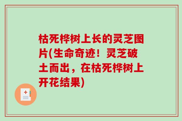 枯死桦树上长的灵芝图片(生命奇迹！灵芝破土而出，在枯死桦树上开花结果)