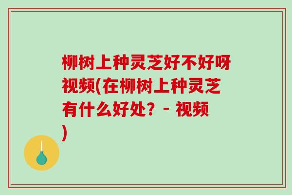 柳树上种灵芝好不好呀视频(在柳树上种灵芝有什么好处？- 视频)