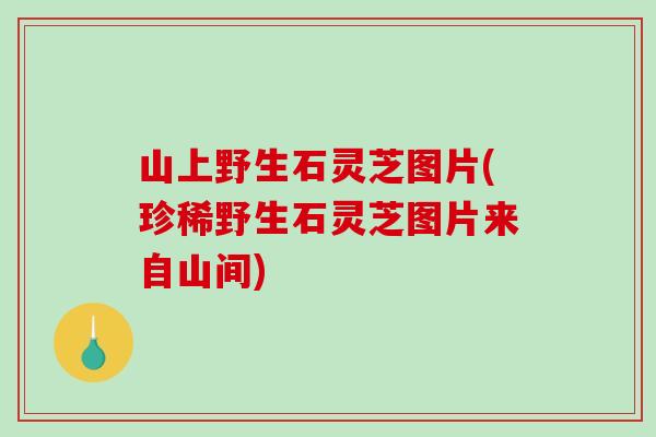 山上野生石灵芝图片(珍稀野生石灵芝图片来自山间)