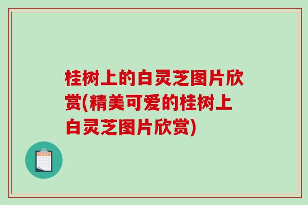 桂树上的白灵芝图片欣赏(精美可爱的桂树上白灵芝图片欣赏)