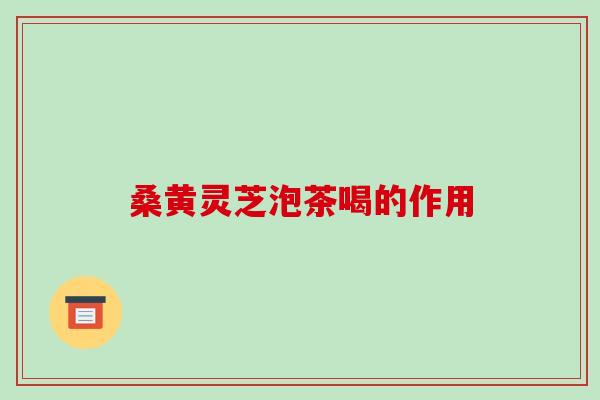 桑黄灵芝泡茶喝的作用