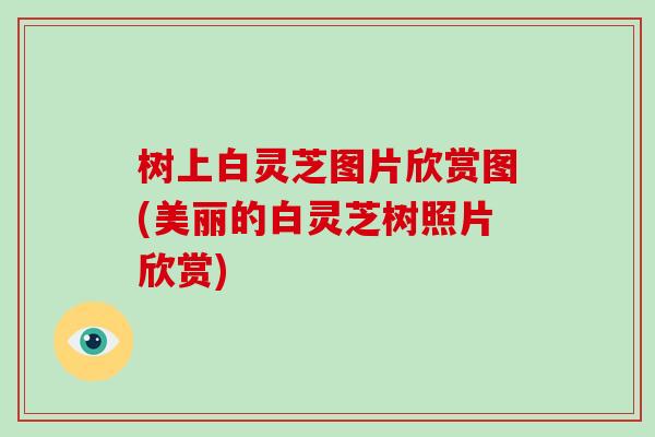 树上白灵芝图片欣赏图(美丽的白灵芝树照片欣赏)