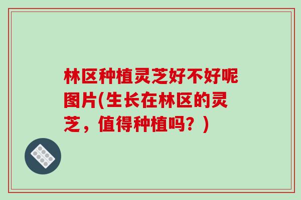 林区种植灵芝好不好呢图片(生长在林区的灵芝，值得种植吗？)