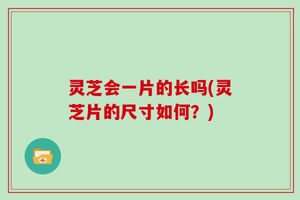 灵芝会一片的长吗(灵芝片的尺寸如何？)