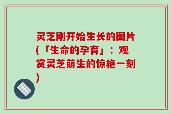 灵芝刚开始生长的图片(「生命的孕育」:观赏灵芝萌生的惊艳一刻) 灵芝刚开始生长的图片(「生命的孕育」:观赏灵芝萌生的惊艳一刻)