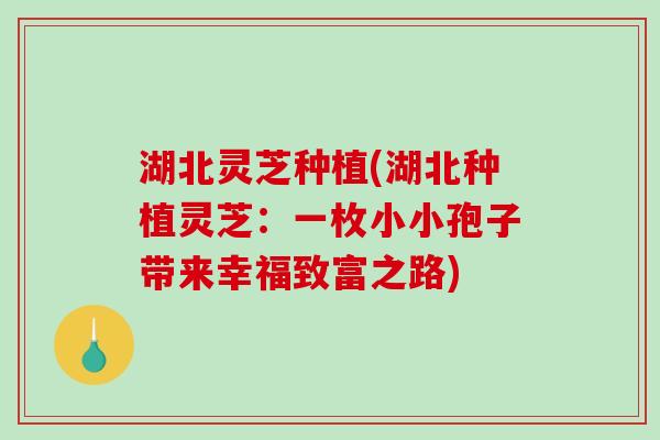 湖北灵芝种植(湖北种植灵芝：一枚小小孢子带来幸福致富之路)