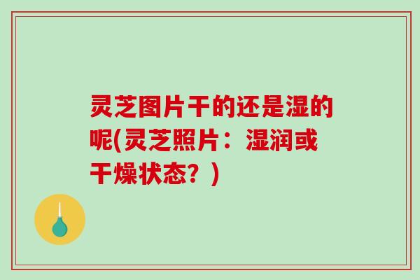 灵芝图片干的还是湿的呢(灵芝照片：湿润或干燥状态？)