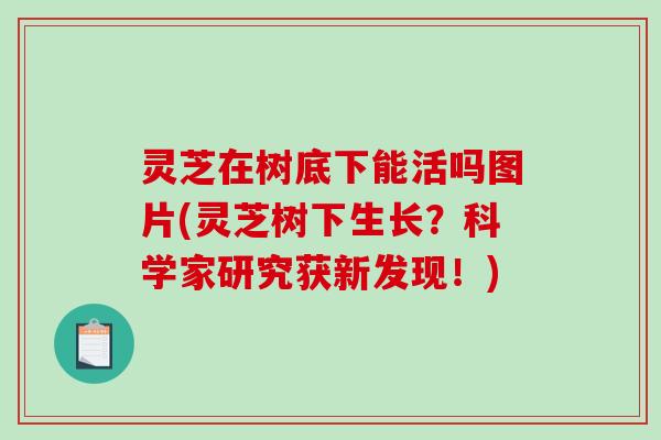 灵芝在树底下能活吗图片(灵芝树下生长？科学家研究获新发现！)