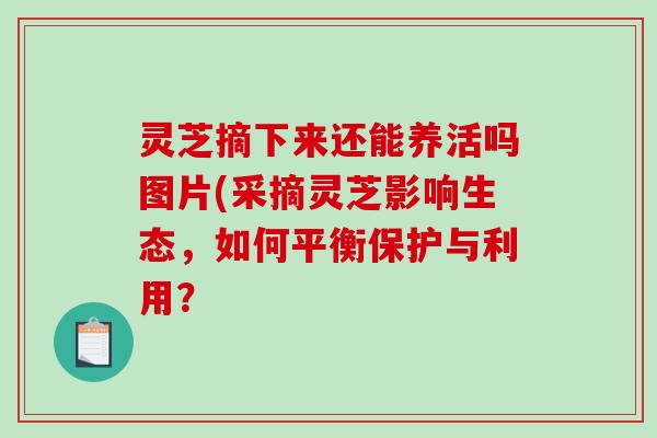 灵芝摘下来还能养活吗图片(采摘灵芝影响生态，如何平衡保护与利用？