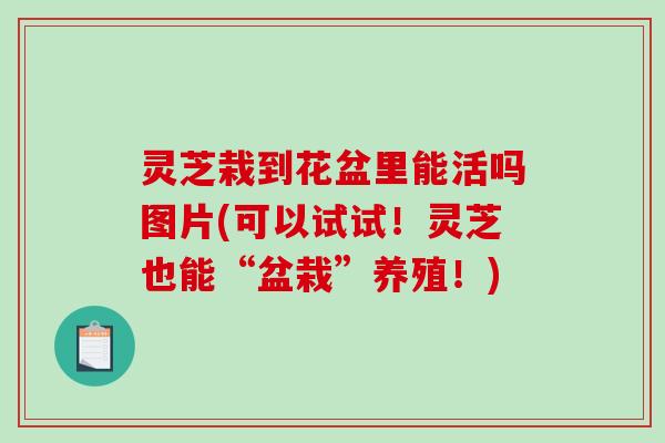 灵芝栽到花盆里能活吗图片(可以试试！灵芝也能“盆栽”养殖！)