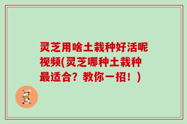 灵芝用啥土栽种好活呢视频(灵芝哪种土栽种适合？教你一招！)