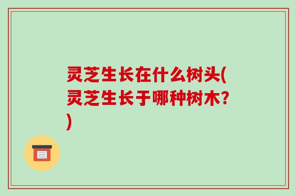 灵芝生长在什么树头(灵芝生长于哪种树木？)