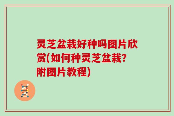灵芝盆栽好种吗图片欣赏(如何种灵芝盆栽？附图片教程)