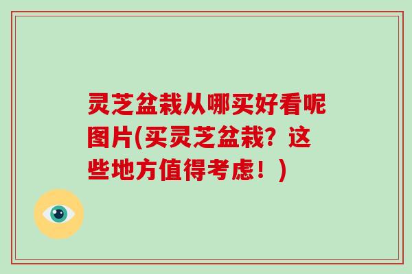 灵芝盆栽从哪买好看呢图片(买灵芝盆栽？这些地方值得考虑！)
