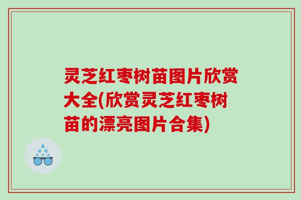 灵芝红枣树苗图片欣赏大全(欣赏灵芝红枣树苗的漂亮图片合集)