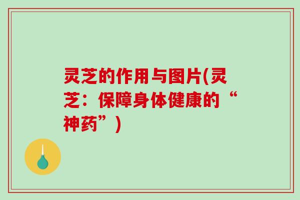 灵芝的作用与图片(灵芝：保障身体健康的“神药”)