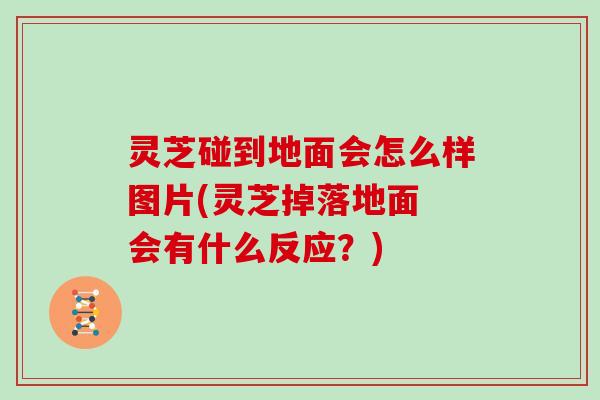 灵芝碰到地面会怎么样图片(灵芝掉落地面 会有什么反应？)