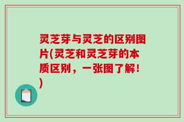 灵芝芽与灵芝的区别图片(灵芝和灵芝芽的本质区别，一张图了解！)