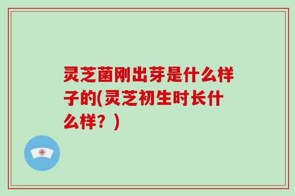 灵芝菌刚出芽是什么样子的(灵芝初生时长什么样？)