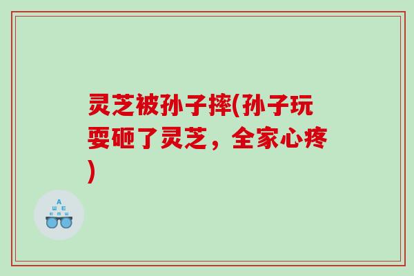灵芝被孙子摔(孙子玩耍砸了灵芝，全家心疼)