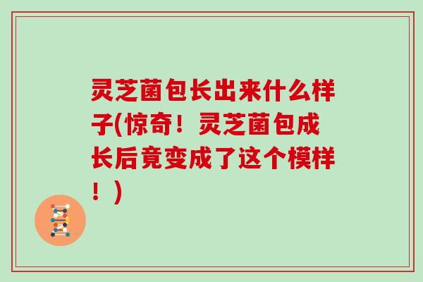 灵芝菌包长出来什么样子(惊奇!灵芝菌包成长后竟变成了这个模样!) 灵芝菌包长出来什么样子(惊奇!灵芝菌包成长后竟变成了这个模样!)