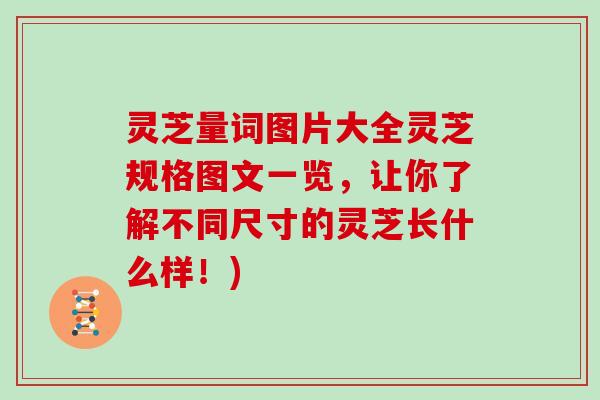 灵芝量词图片大全灵芝规格图文一览，让你了解不同尺寸的灵芝长什么样！)