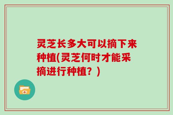 灵芝长多大可以摘下来种植(灵芝何时才能采摘进行种植？)
