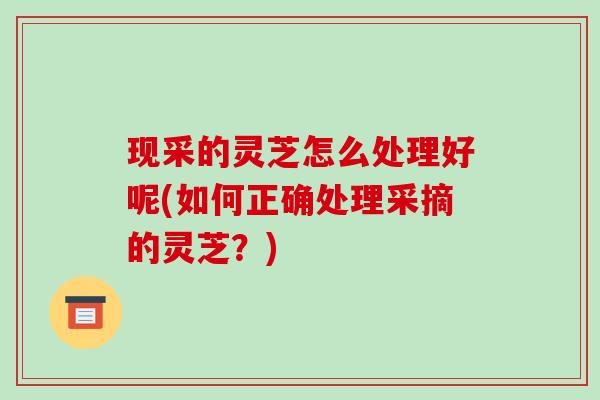 现采的灵芝怎么处理好呢(如何正确处理采摘的灵芝？)