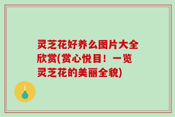 灵芝花好养么图片大全欣赏(赏心悦目！一览灵芝花的美丽全貌)