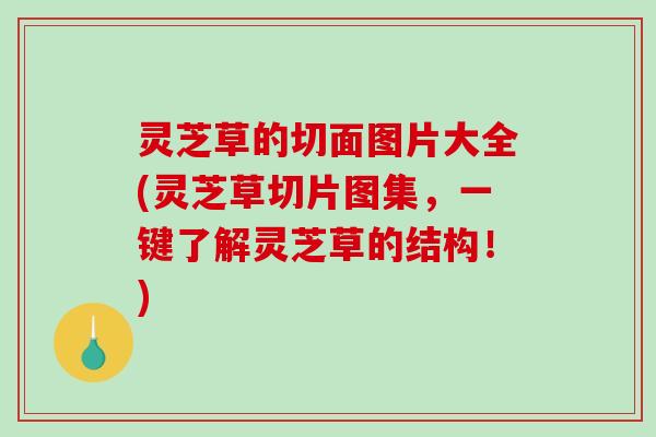 灵芝草的切面图片大全(灵芝草切片图集，一键了解灵芝草的结构！)