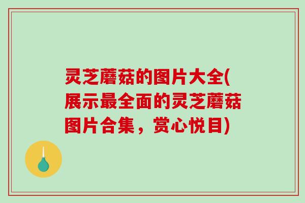 灵芝蘑菇的图片大全(展示全面的灵芝蘑菇图片合集，赏心悦目)